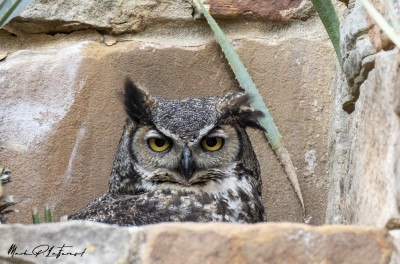 Athena Great Horned Owl 2025